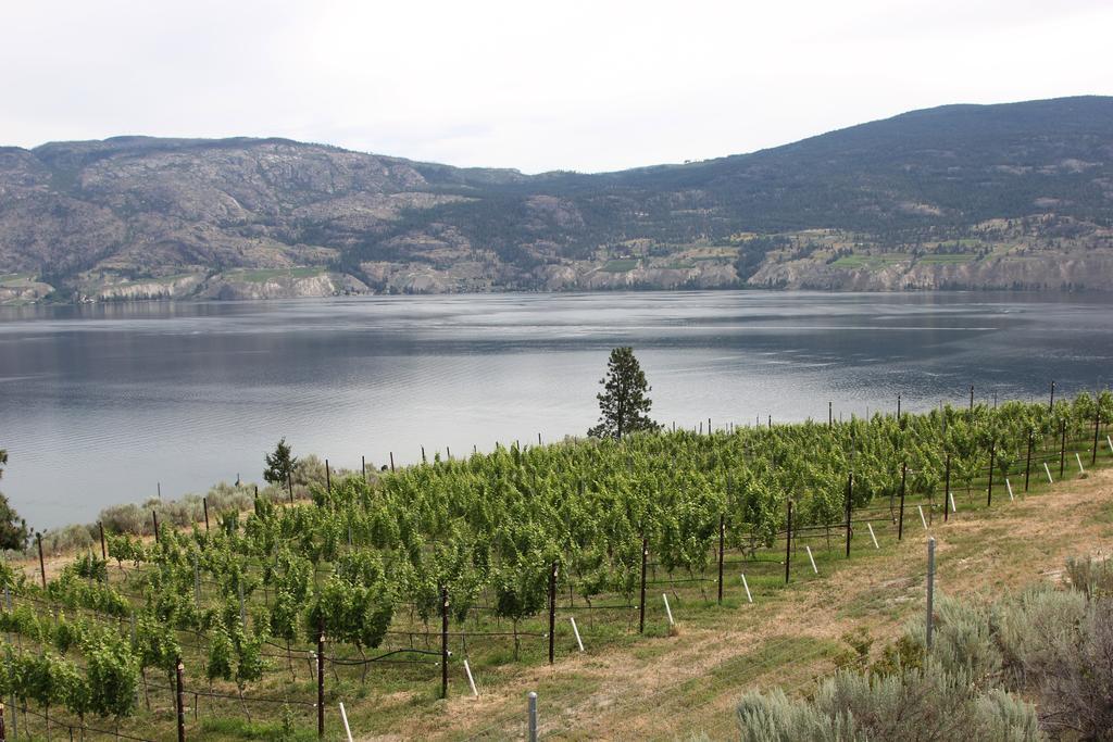 Sunshine And Wine Loft Hotel Penticton Exterior photo